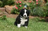 BORDER COLLIE 1213